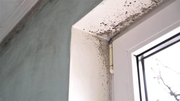 Best Mold Remediation for Schools in Rutherfordton, NC