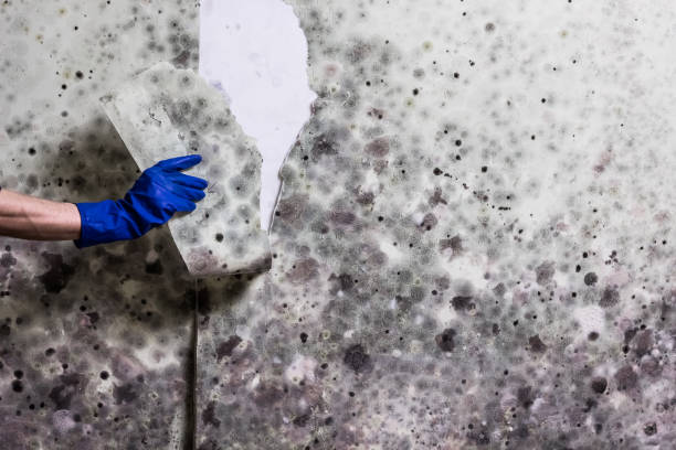  Rutherfordton, NC Mold Removal Pros