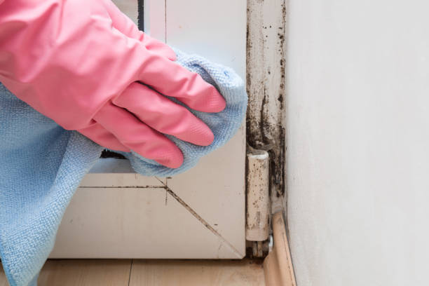 Reliable Rutherfordton, NC Mold Remediation Solutions